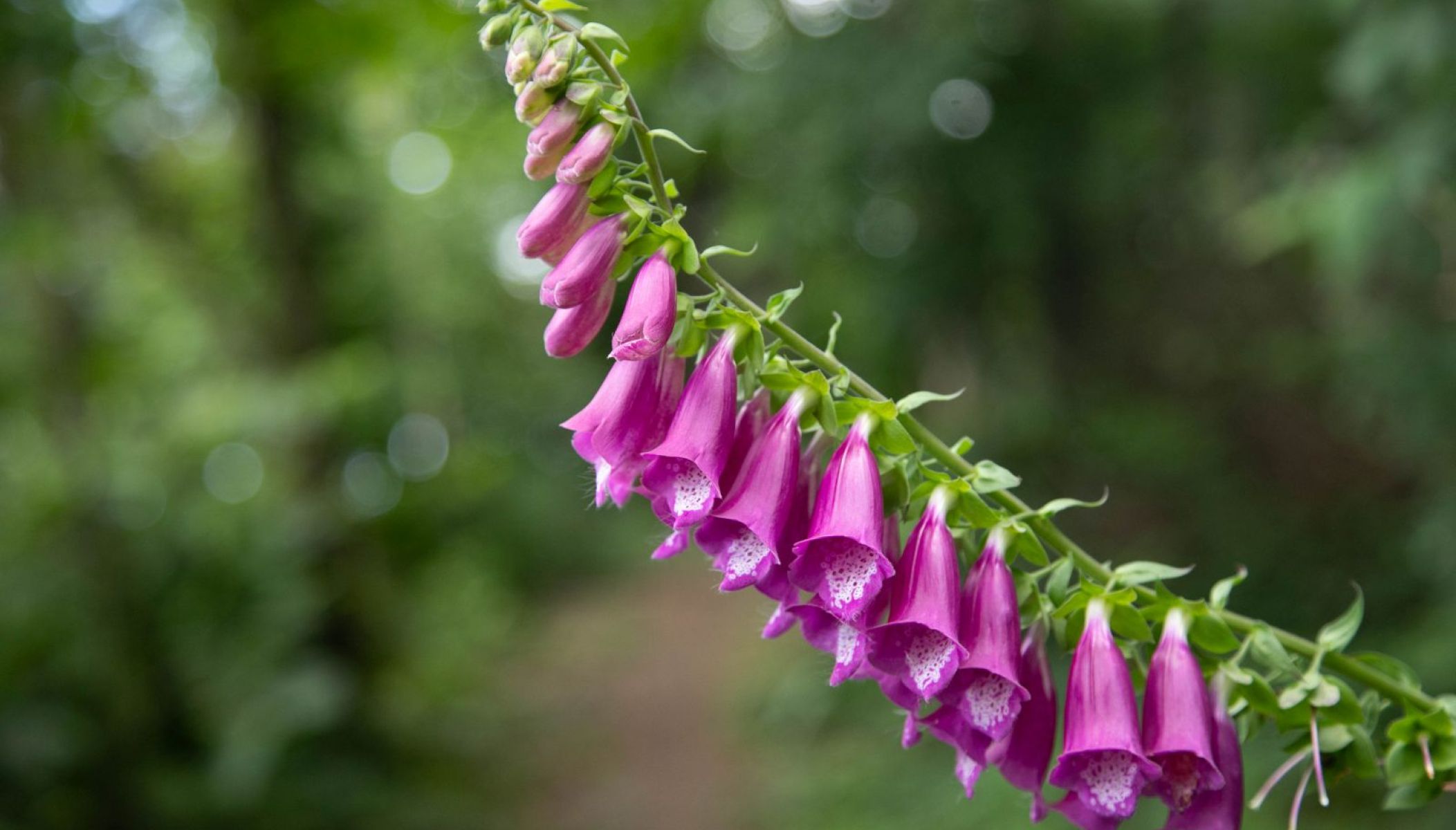 Découvrir la Charente au printemps